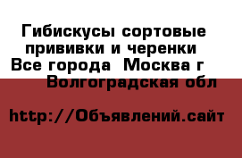 Гибискусы сортовые, прививки и черенки - Все города, Москва г.  »    . Волгоградская обл.